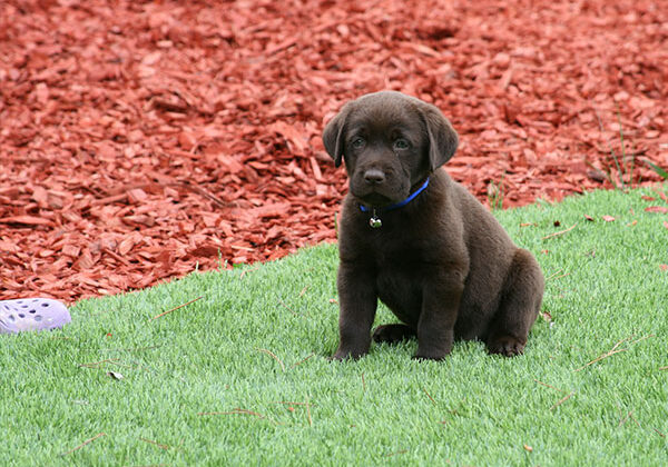 pet-friendly-artificial-turf
